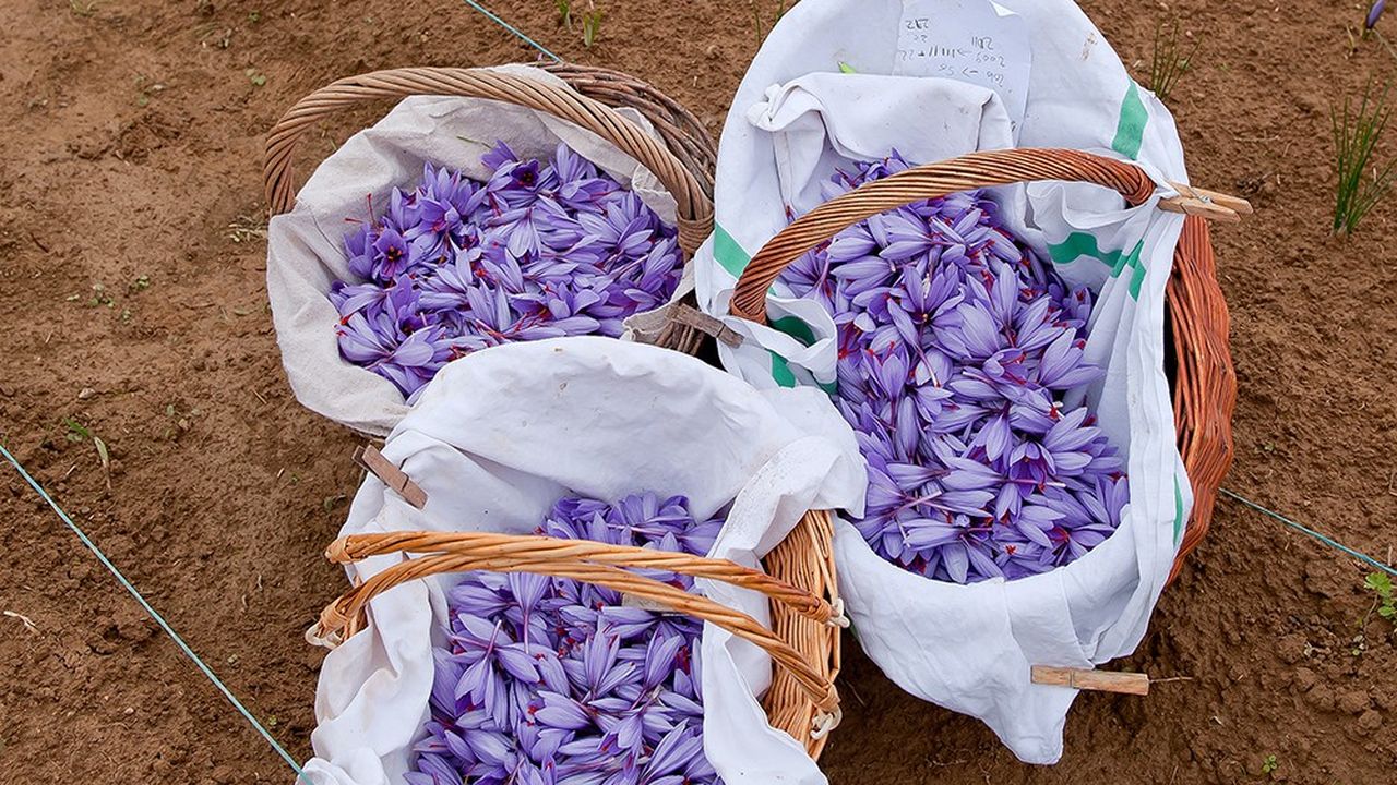 Cueillette des fleurs de crocus sativus, qui portent en leur coeur les filaments de safran, chez Stéphane Thévenet, dans le Perche.