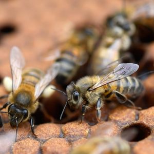 La méthode d'évaluation du risque létal des néonicotinoïdes sur les abeilles suscite d'âpres discussions entre les Etats de l'Union européenne.