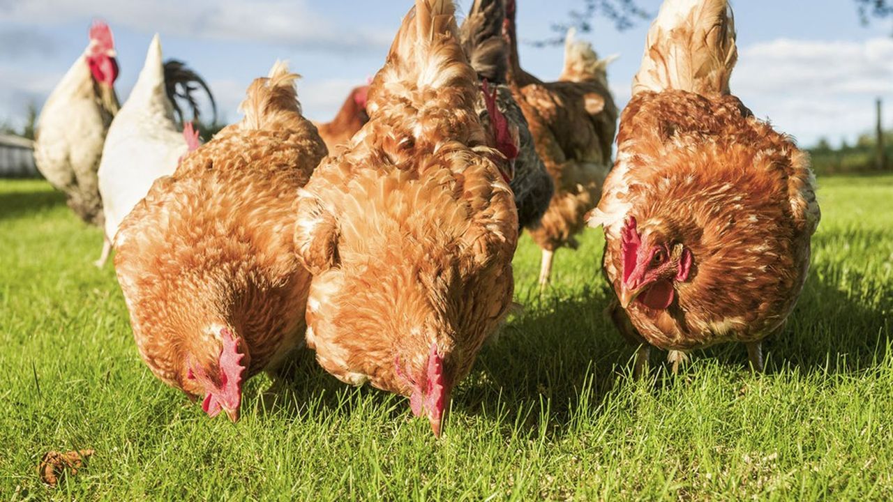 Aujourd'hui, 53 % des poules pondeuses ne sont plus élevées en cage dans l'Hexagone.