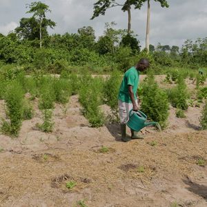 Le monde rural, comme ici en Côte d'Ivoire, risque d'être touché par la faim en raison du Covid-19, selon le Fida.