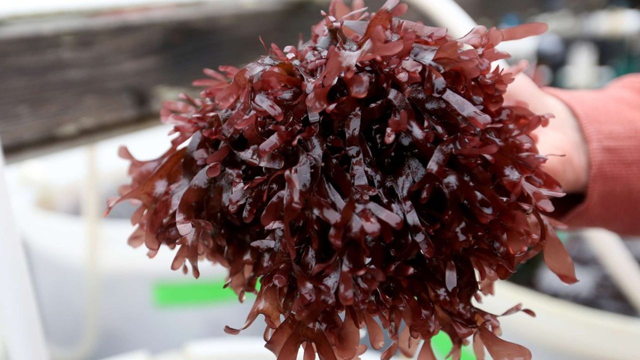 Algolesko prévoit d'élargir sa palette qui se compose de trois variétés d'algues brunes, dont la Saccharina latissima et la Palmaria palmata.