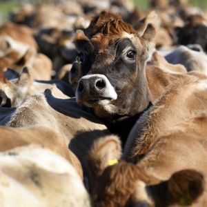 L'élevage bovin et ovin, premier poste exportateur de la Nouvelle-Zélande, compte pour 20 % des émissions de C02 du pays.