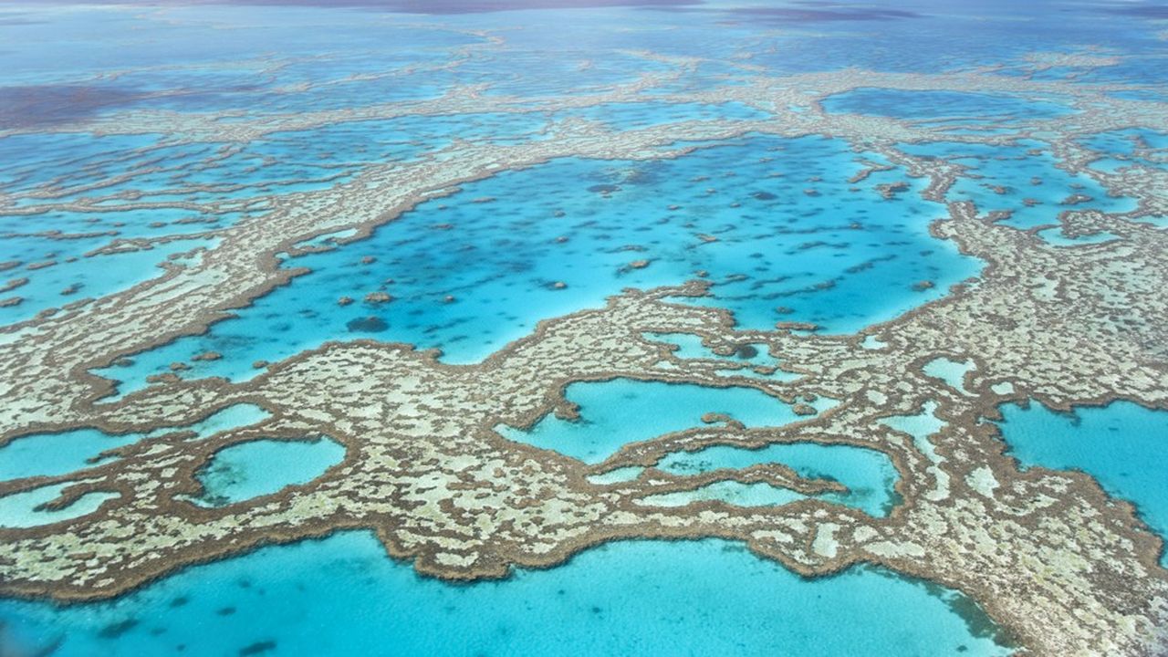 Les espèces les plus grandes de corail sont les plus affectées, au point, pour certaines, de disparaître de la partie la plus septentrionale de la Grande Barrière.