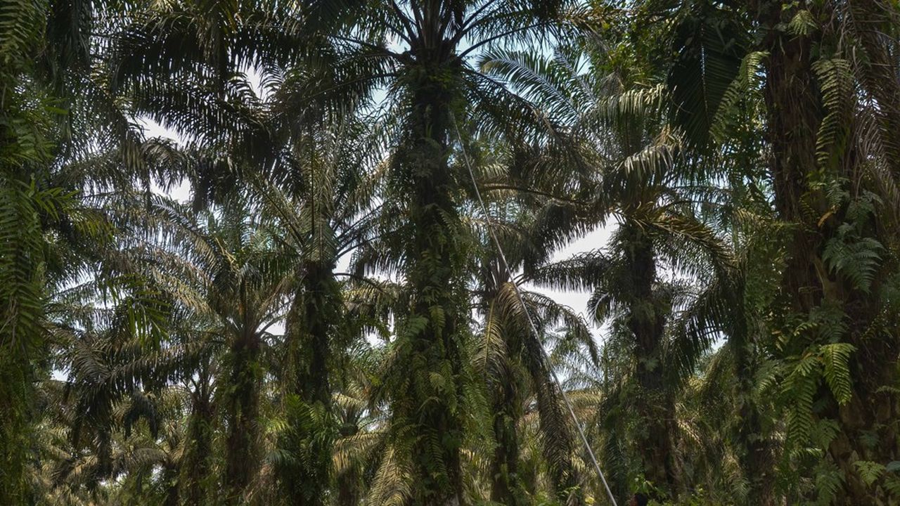 Une plantation, à Kampar, en août dernier.