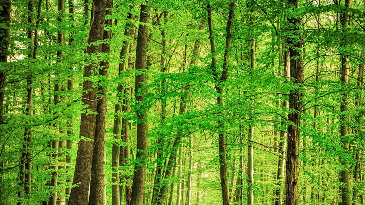Afin de profiter d'un avantage fiscal, on peut opter pour l'investissement dans la forêt, via l'acquisition de parts de groupements forestiers (GF) ou de groupements forestiers d'investissement (GFI).