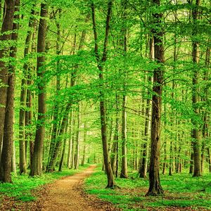 Afin de profiter d'un avantage fiscal, on peut opter pour l'investissement dans la forêt, via l'acquisition de parts de groupements forestiers (GF) ou de groupements forestiers d'investissement (GFI).