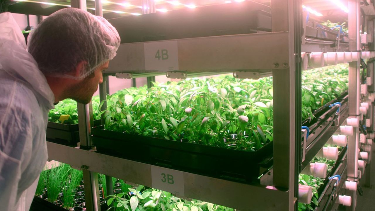 La technologie de Jungle Concept a requis des centaines de tests pour optimiser les recettes nutritives des plantes cultivées par hydroponie, c'est-à-dire hors sol.