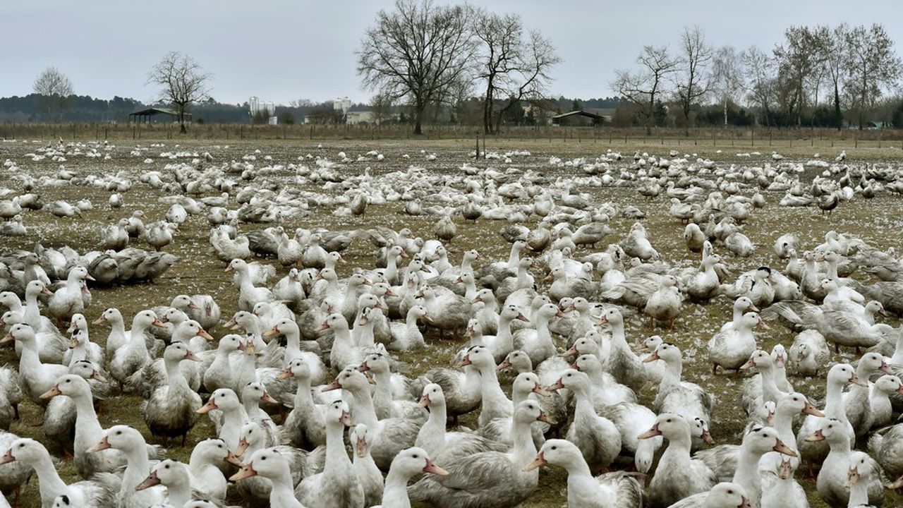 Face au risque accru de voir émerger la maladie en France, les autorités nationales ont décidé de passer 45 départements en risque 'élevé' de grippe aviaire obligeant les éleveurs à confiner les volailles ou à poser des filets de protection.
