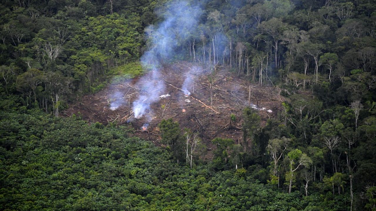 Déforestation illégale en Colombie.