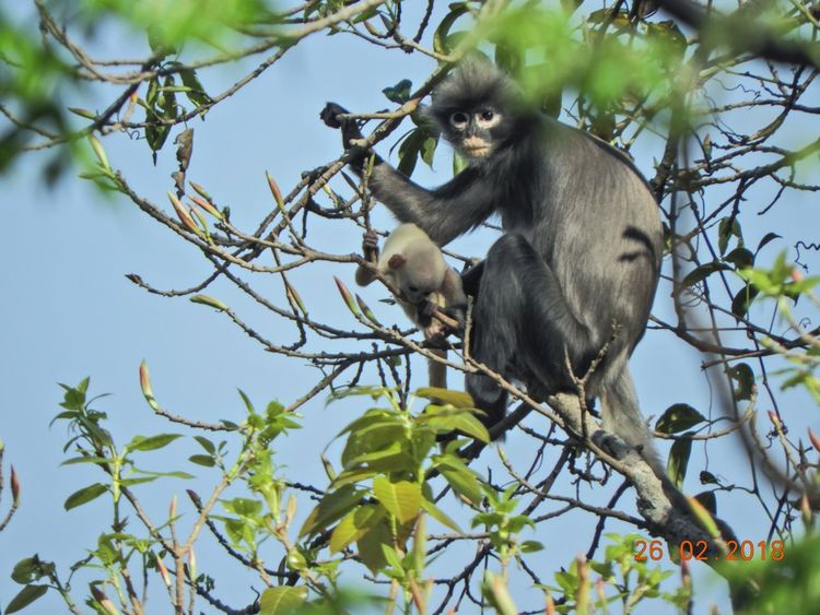 Une nouvelle espèce de singe en Birmanie
