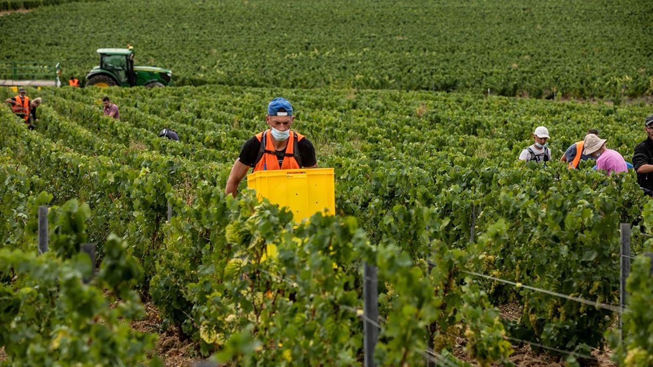 Après une forte chute des ventes en début d'année, le secteur du champagne espère rebondir, à la faveur des fêtes de fin d'année.