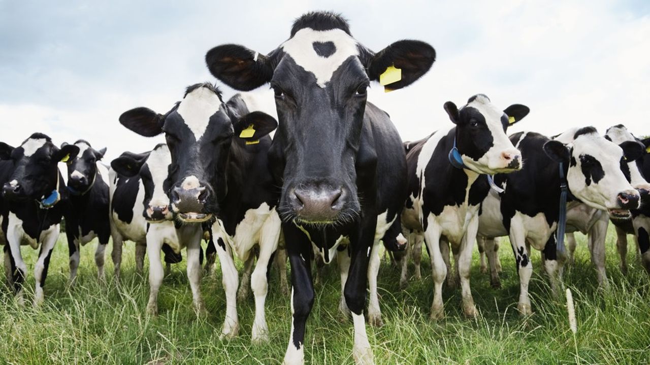 Avant d'être vendues ou « envoyées à l'abattoir », les 800 vaches laitières du site vont entrer dans l'étape de « tarissement, c'est-à-dire la modification de leur alimentation pour qu'elles produisent moins de lait ».