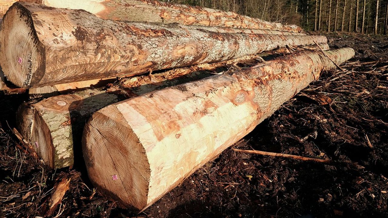 Le bois, avec ses produits dérivés, c'est la chance de notre planète.