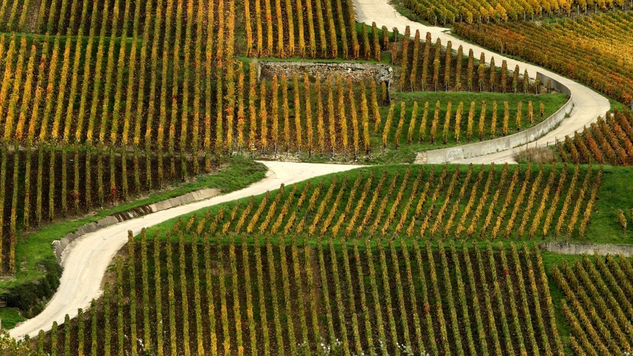 LVMH va expérimenter l'agriculture régénérative des sols dans les vignobles de Moët et Hennessy.