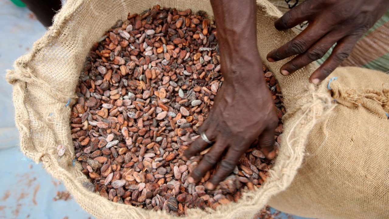 La Côte d'Ivoire et le Ghana produisent 60 % du cacao dans le monde.
