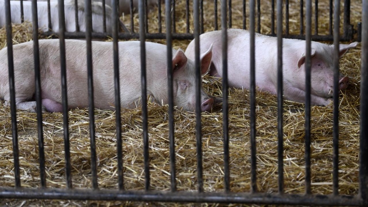 La fermeture de nombreux abattoirs limite leurs capacités, entraînant une accumulation de bêtes chez les éleveurs : 600.000 porcs attendent d'être abattus.