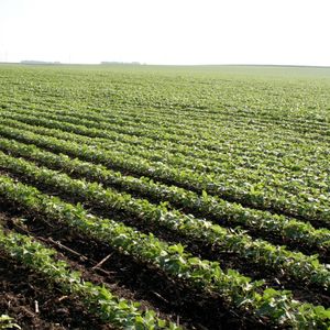 Le soja américain est remonté au plus haut depuis six ans, profitant d'un mouvement social dans le secteur agricole en Argentine.