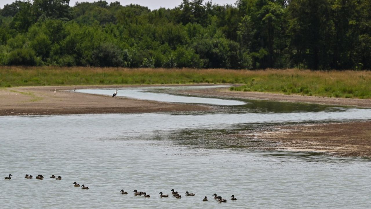 La rive asséchée d'un étang fin juillet 2019 dans la région de la Dombes, dans l'Ain, surnommée la région des 1.000 étangs.