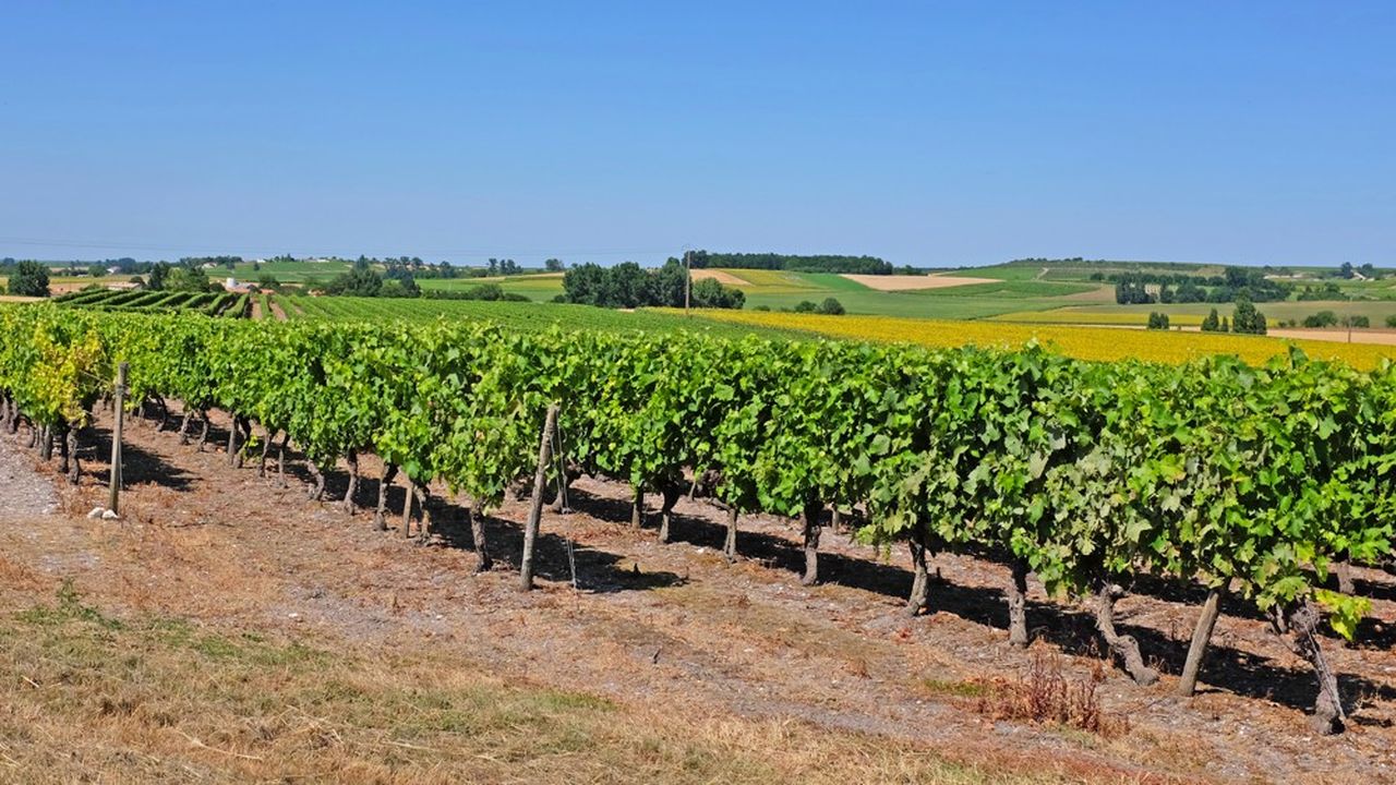 Les producteurs viticoles de Cognac sont parmi les victimes du renchérissement des taxes douanières américaines.