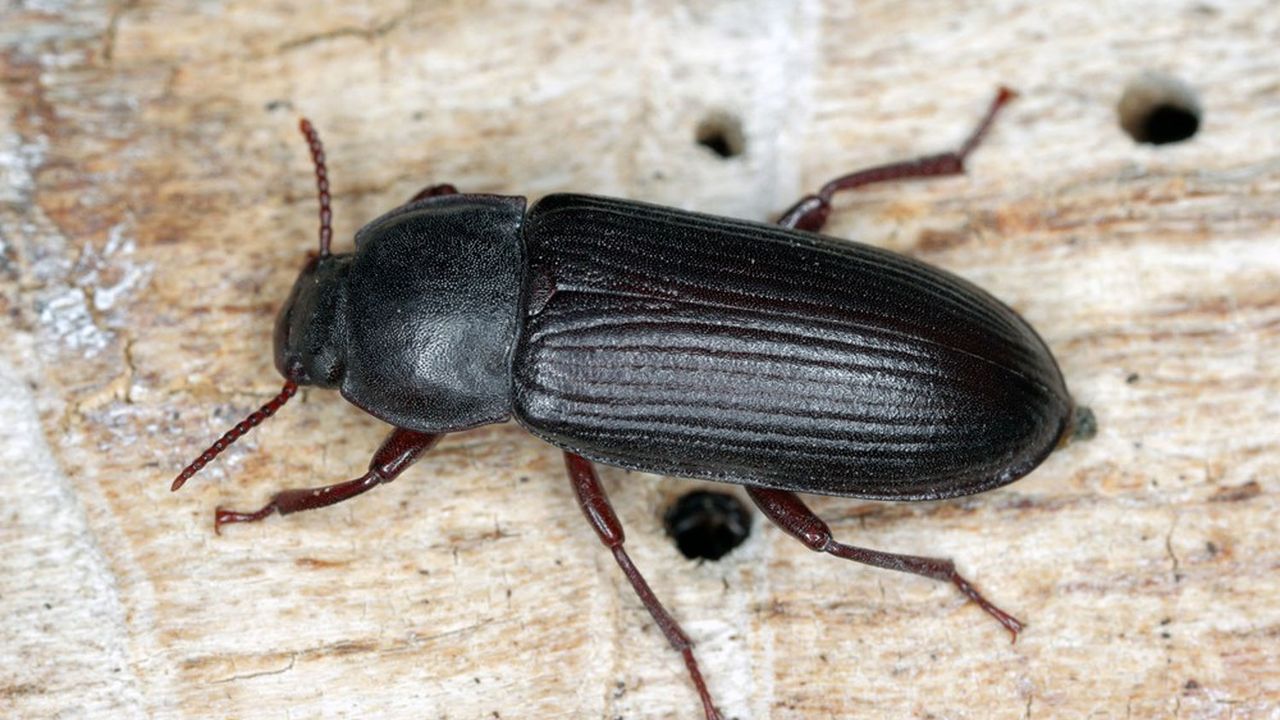 Ÿnsect élève des scarabées Molitor dans des fermes verticales à empreinte carbone négative