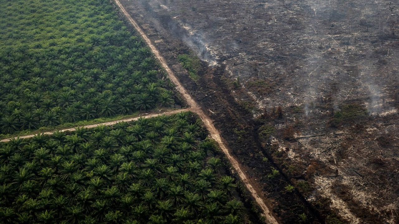 Forêt et tourbière en feu à côté d'une plantation de palmiers à huile à Kamipang, en Indonésie, en septembre 2019