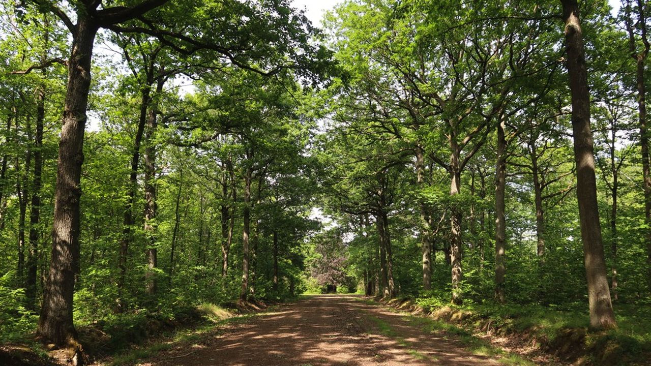 Bois-d'Arcy fait partie des forêts concernées par la convention, qui prévoit des mesures pour favoriser l'accueil et réduire les déchets sauvages.