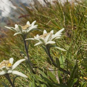 L'edelweiss (Leontopodium nivale) est une des plus célèbres plantes de montagne, notamment en raison de sa rareté.