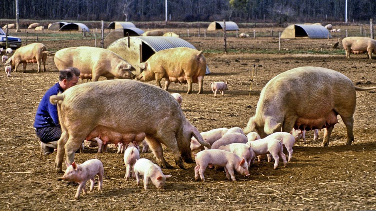 L'élevage de porc en plein air reste encore très modeste en France. Il ne pèse pas plus de 5 % de la production totale.