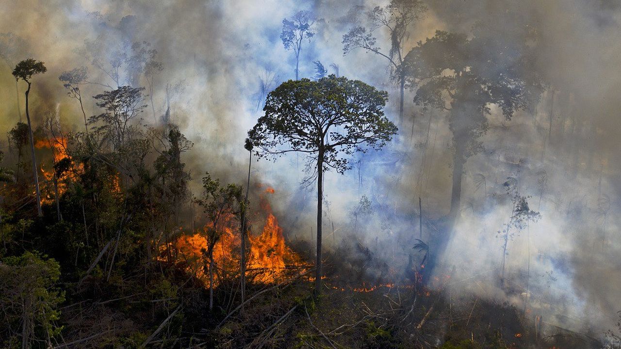 La déforestation fait partie des actes ayant un impact dramatique sur le « capital naturel » de l'humanité.
