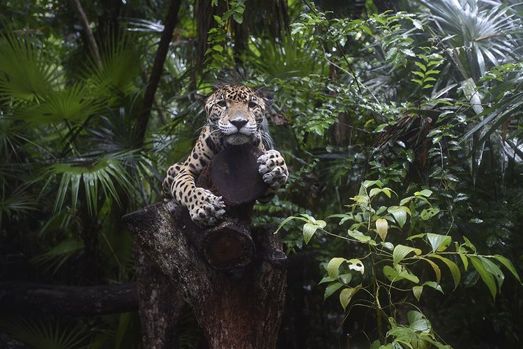 Une réserve naturelle où l'on peut observer la faune sauvage, jaguar, tapirs et oiseaux exotiques.