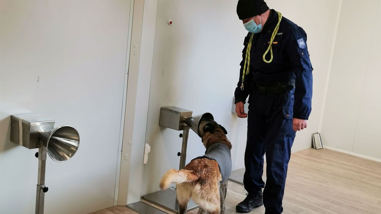 Grâce à des entonnoirs où sont placés les échantillons, les chiens apprennent à distinguer les prélèvements de personnes atteintes du Covid-19.
