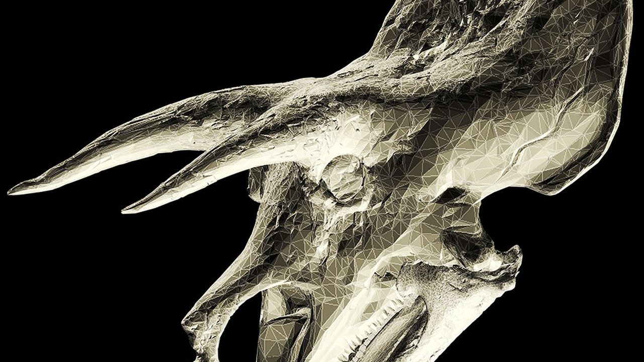Scan en 3D d'un crâne de tricératops. Muséifier le monde ne le sauvera pas, rappelle la fable hilarante de Diego Vecchio.