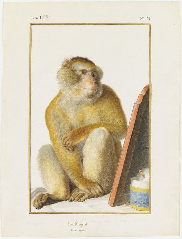 « Le Magot », planche de Nicolas Maréchal (1753‐1802).