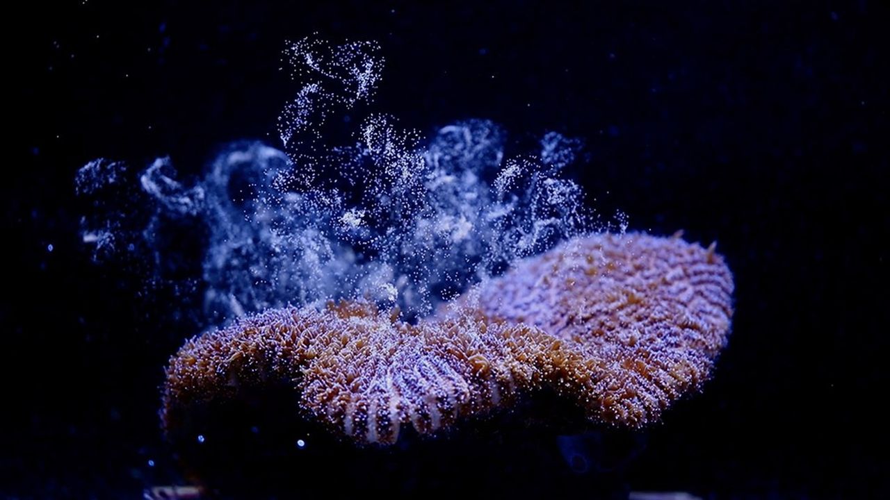 Un corail de l'Aquarium de Floride lâchant ses oeufs comme sur le récif.