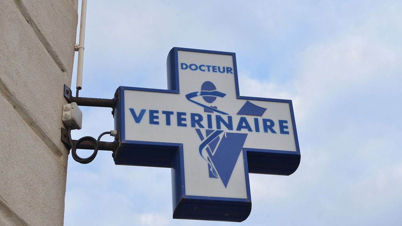 On compte quelque 20.000 vétérinaires en France, qui ne sont autorisés à soigner que les animaux.