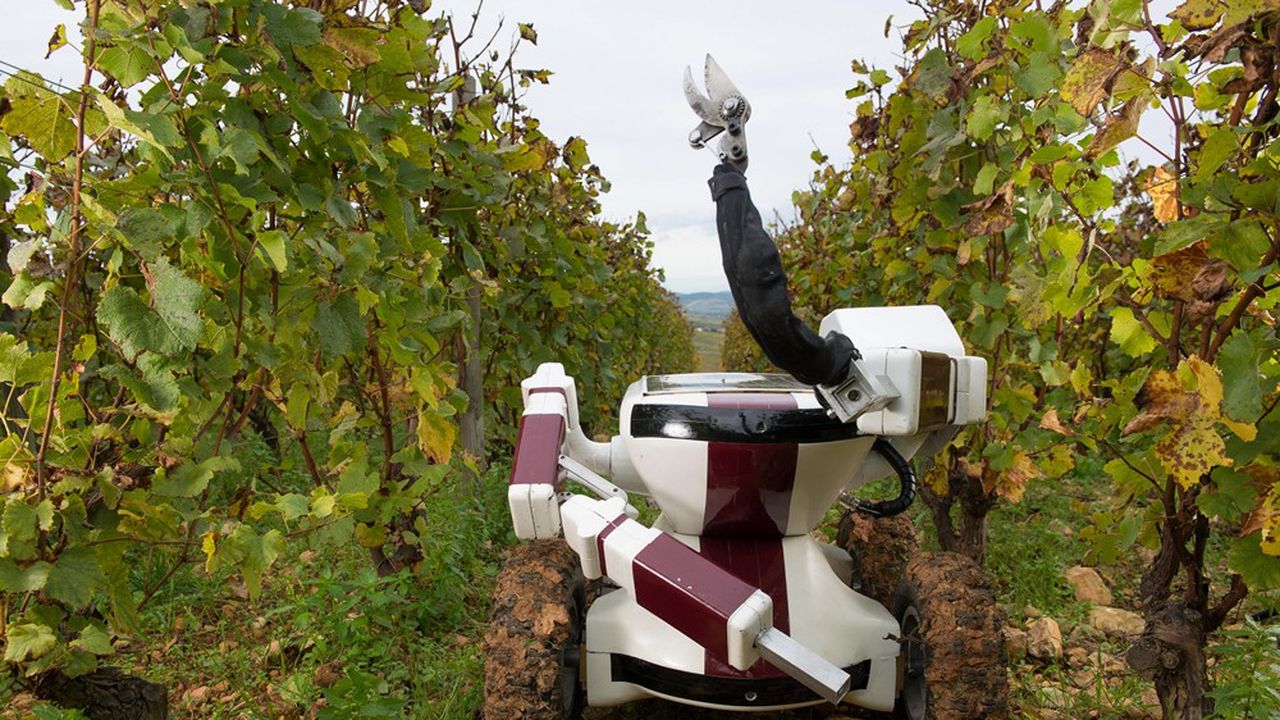 Robot vigneron capable d'effectuer differents travaux viticoles tels que la taille, l'epamprage, l'ebourgeonnage, et le travail du sol. La technologie est l'avenir de l'agriculture
