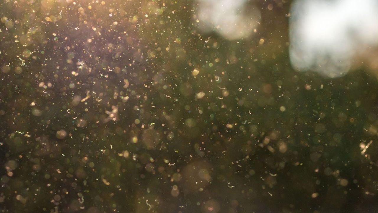 Le pollen en suspension dans l'air, parfois combiné avec l'humidité et la température, explique en moyenne « 44 % de la variabilité du taux d'infection au Covid-19 », selon l'étude.