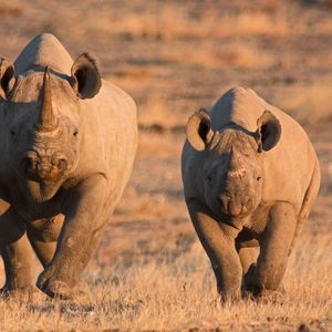 Les « rhino-bonds » sont des obligations à impact dédiées à la protection des rhinocéros.
