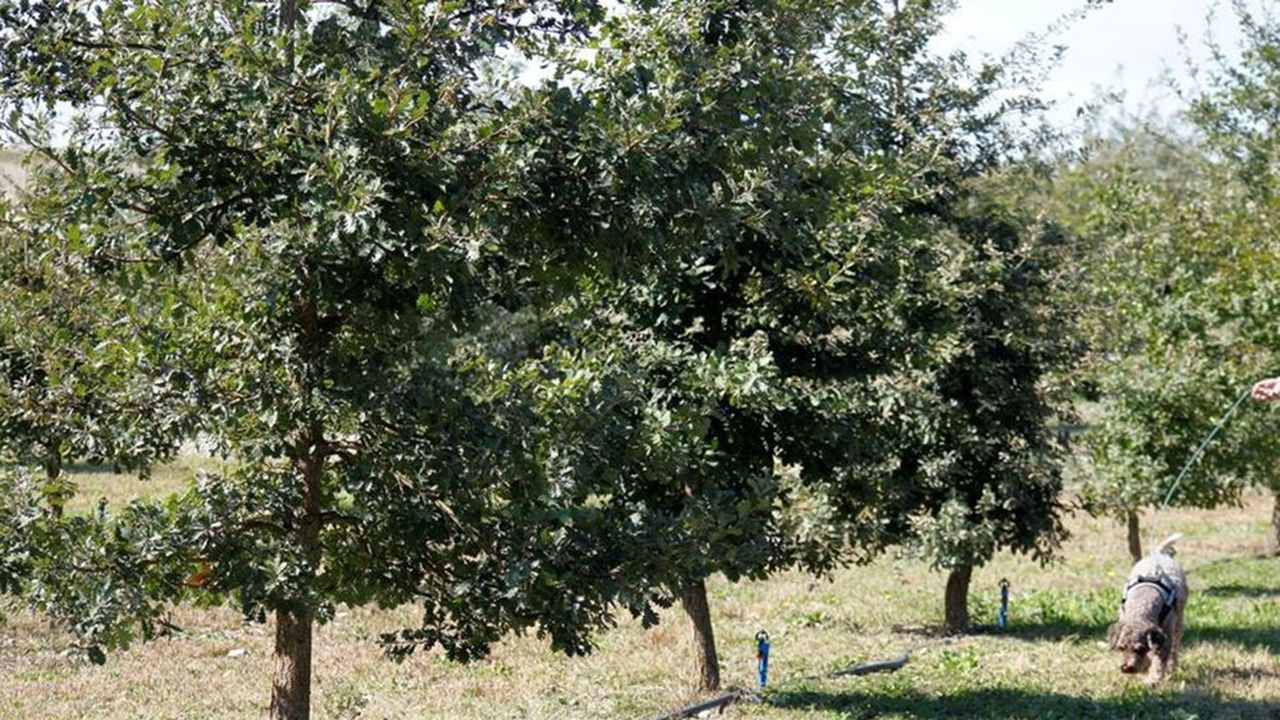 Le producteur a développé une méthode inspirée des coupes de bonsaïs pour augmenter la productivité de ses arbres. Avec cette technique, il allonge de plusieurs années le plateau de production optimal de la truffe.
