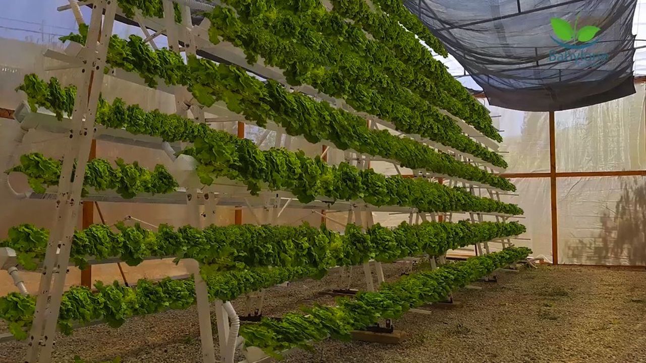 Sur un support de culture de 12 mètres de long pour 3 mètres de haut peuvent pousser 1.920 salades en même temps.