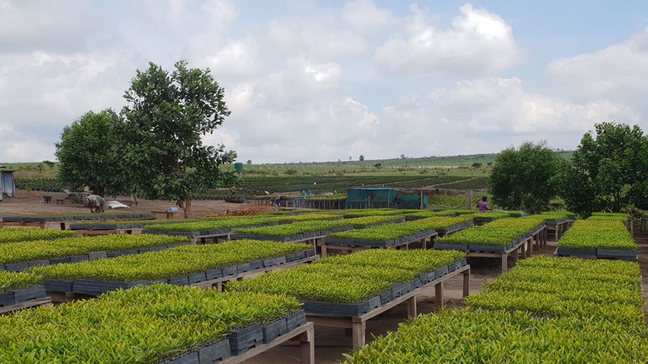 Pépinière au Congo. Total compte planter des acacias sur 40.000 hectares sur les plateaux Batéké, dans l'est du pays.