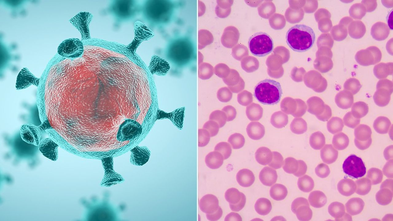 A gauche, la silhouette désormais tristement familière du coronavirus SARS-CoV-2. A droite, des lymphocytes B, un élément clef de notre système immunitaire adaptatif.
