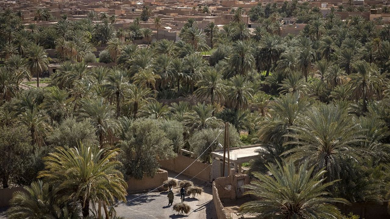 L'Algérie a décidé d'expulser les cultivateurs marocains de dattes de l'oasis de Figuig, aux confins du Maroc, faisant remonter la tension entre les deux pays.
