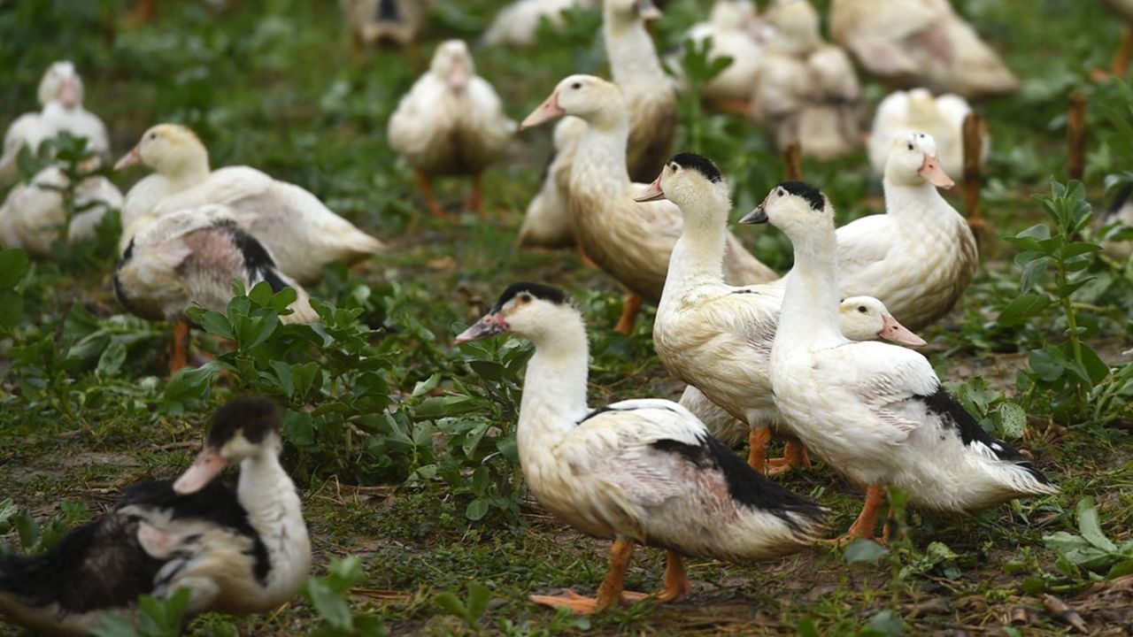 Le modèle de l'élevage de qualité en plein air du Sud-Ouest est questionné par sa fragilité sanitaire lors des périodes de survol des oiseaux migrateurs.