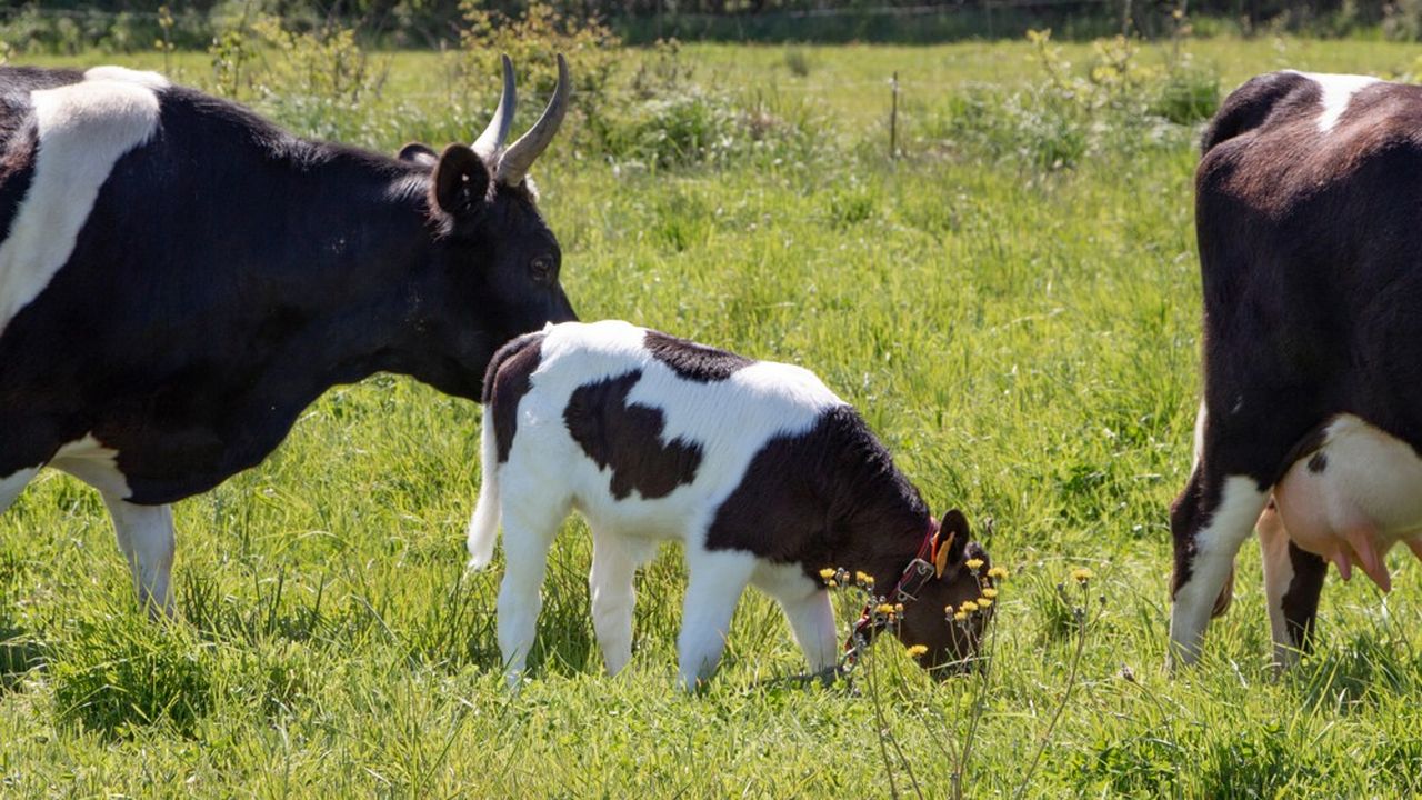 Le défenseur de l'agriculteur fait valoir qu'« il s'agit d'une petite exploitation d'élevage », comprenant notamment 13 vaches bretonnes pie noir, une race en voie d'extinction.