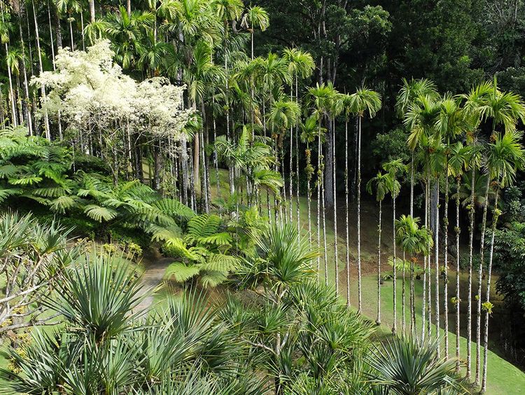 Le jardin de Balata, créé par Jean-Philippe Thoze en Martinique.