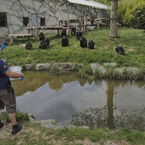 Entre la nourriture des animaux, les salaires et les factures d'électricité, les charges fixes d'un zoo, peuvent aller, selon la structure, de quelques dizaines à plus de 2 millions d'euros par mois.
