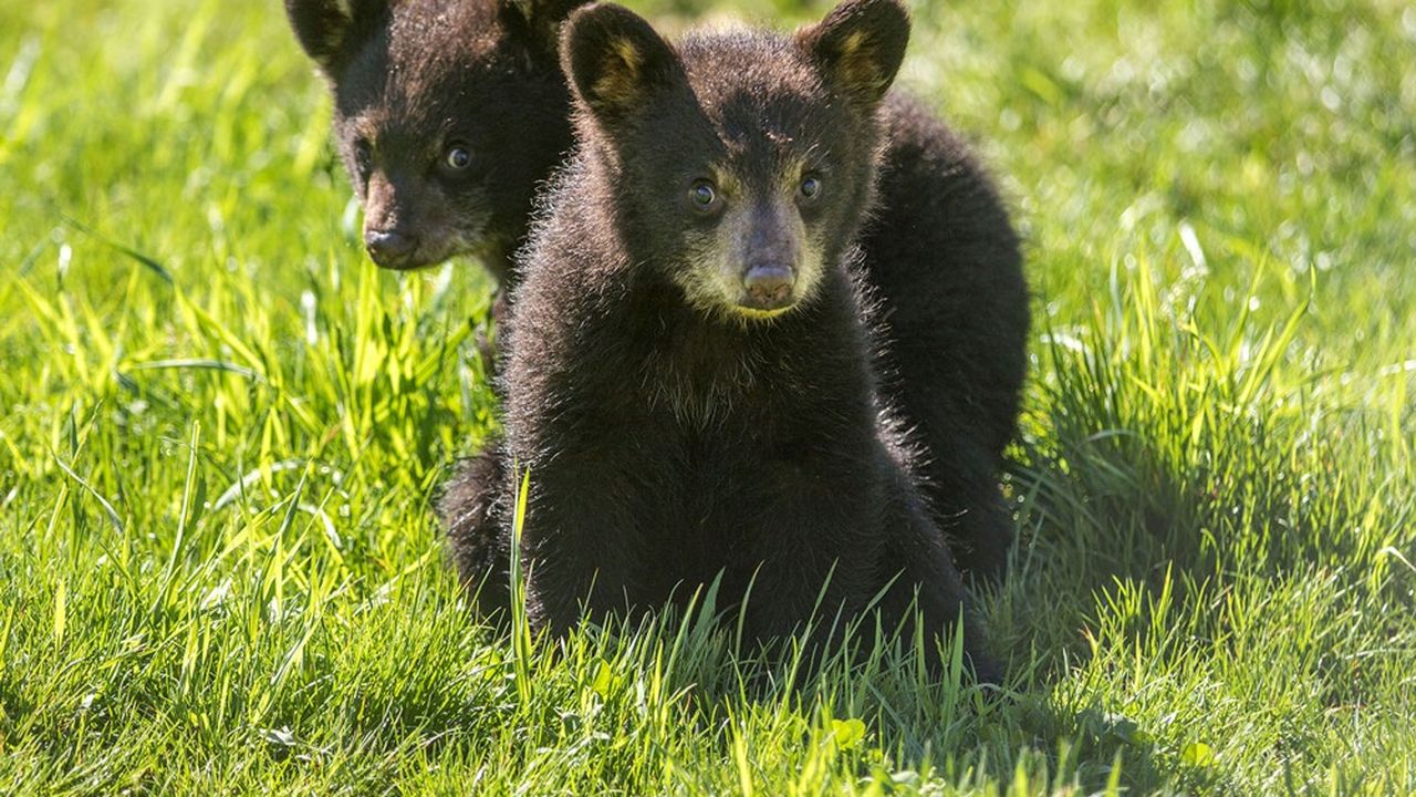 Au printemps 2020, un million d'internautes ont suivi la naissance, au parc de Sainte-Croix, de deux oursonnes noires, sur le compte Facebook du zoo.