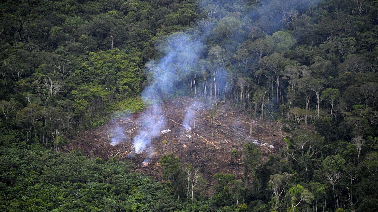 Selon le Global Forest Watch, la crise sanitaire a encouragé les déforestations illégales.