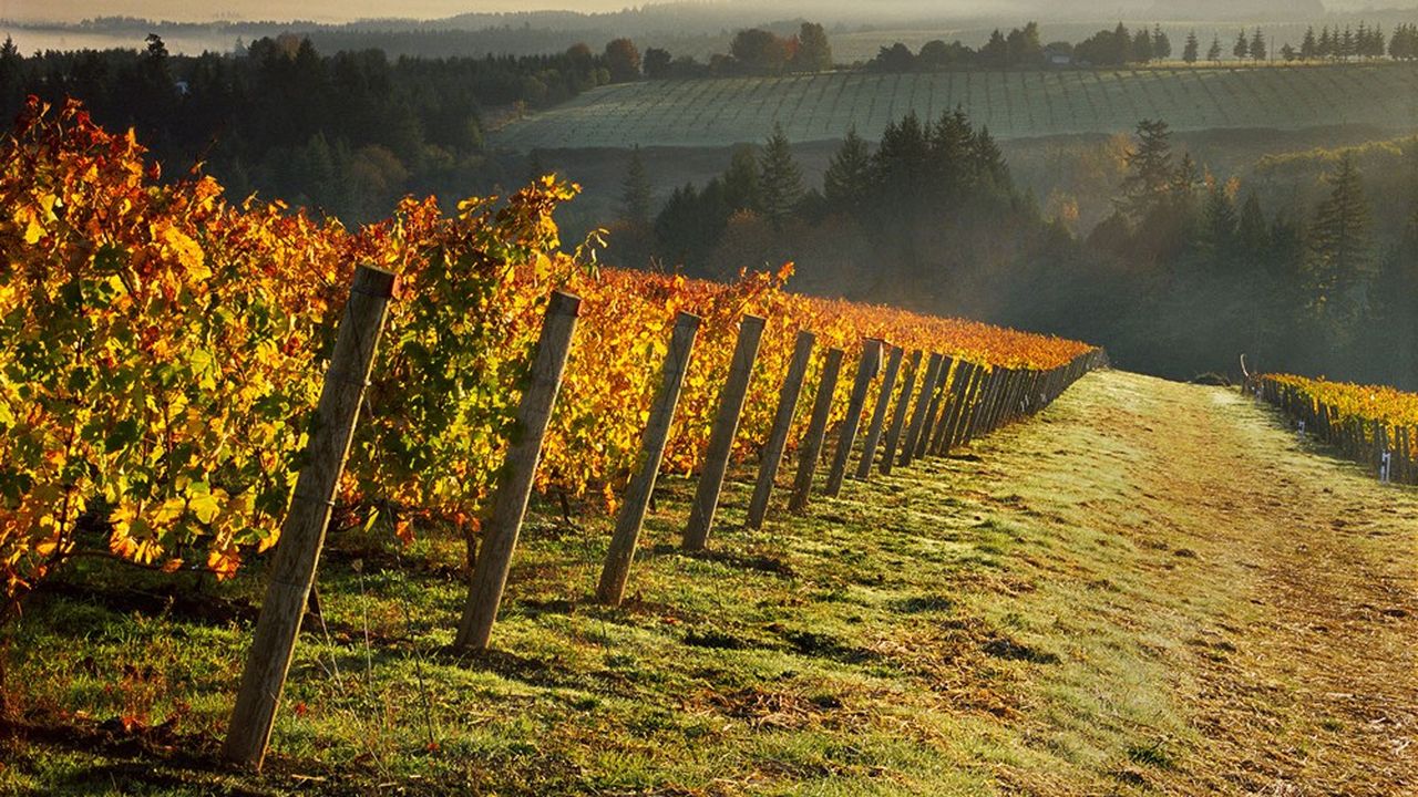 Bollinger a acheté le domaine Ponzi Vineyards dans l'Oregon, pour y produire non pas du vin pétillant mais du vin tranquille (sans bulles).